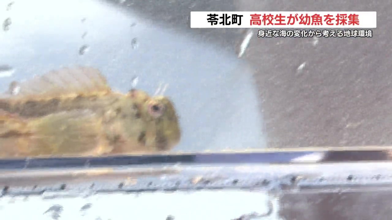 高校生が