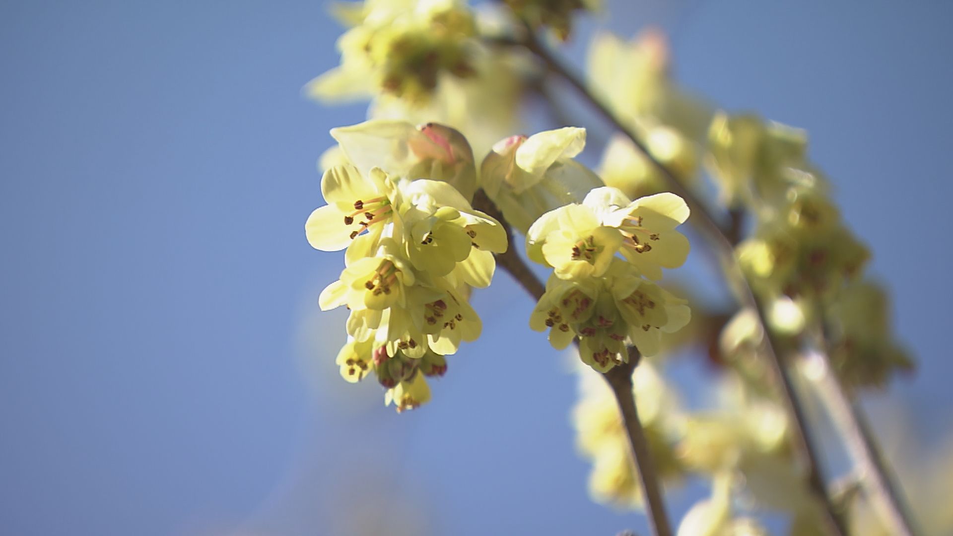早春に咲く鮮やかな黄色の花｢トサミズキ｣が見ごろに 長引いた寒さで去年より2週間ほど遅く開花 三重・紀北町