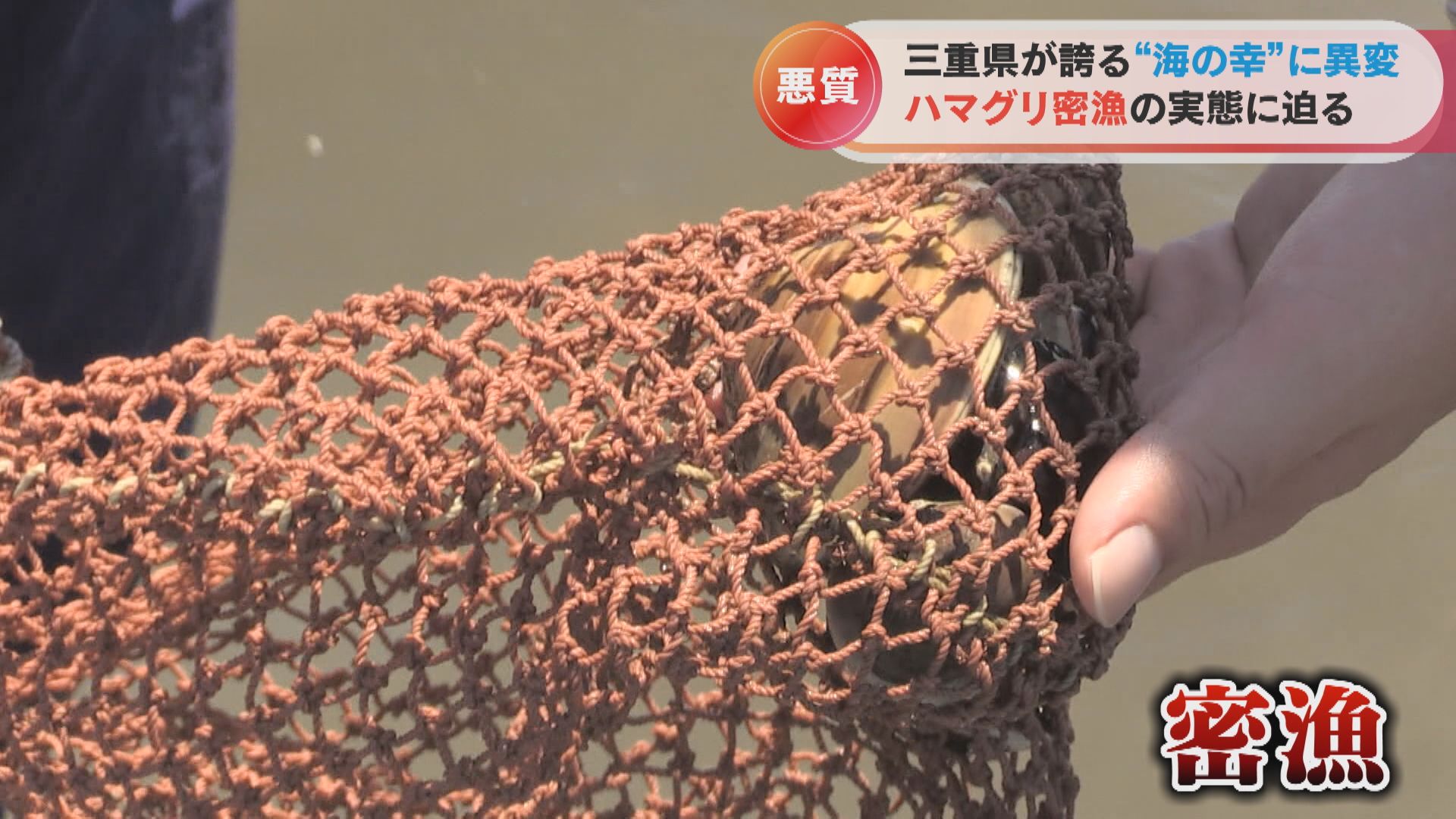 悪質な“ハマグリ密漁”の実態 「禁止」の看板のすぐそばで堂々と貝を