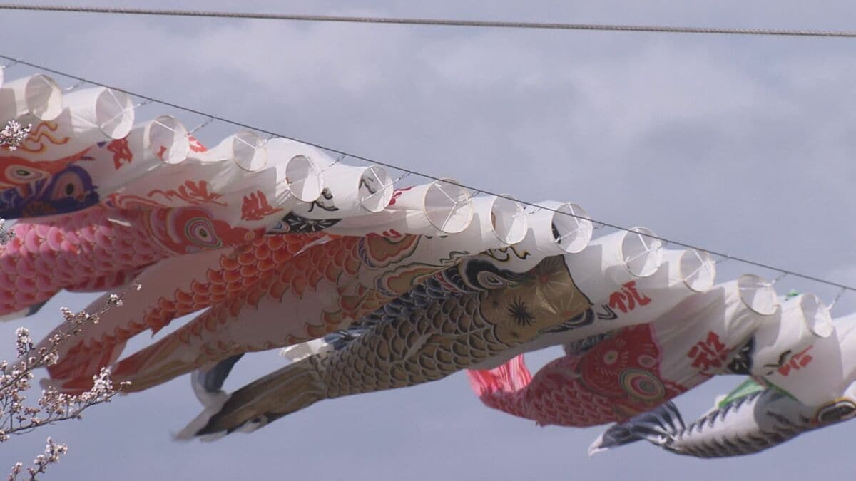 掲揚は危険」ポールにひび割れ…釈迦堂川のこいのぼり、今年は休止に