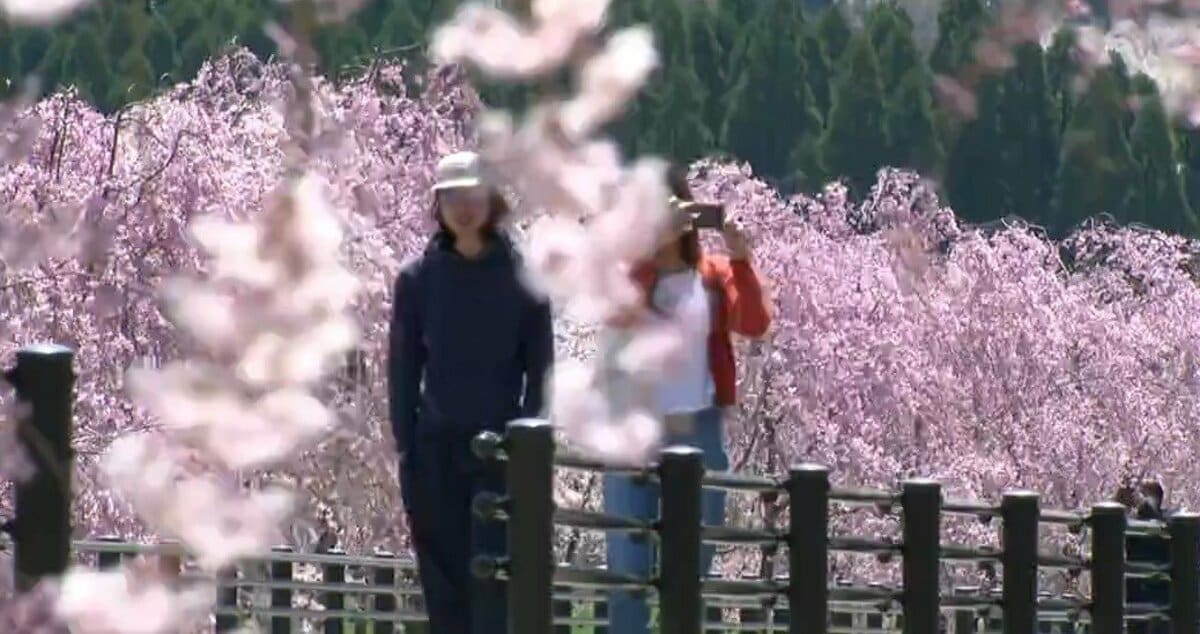 桜、台 日本三大夜桜」で有名なライトアップされた美しい桜のトンネルを歩く