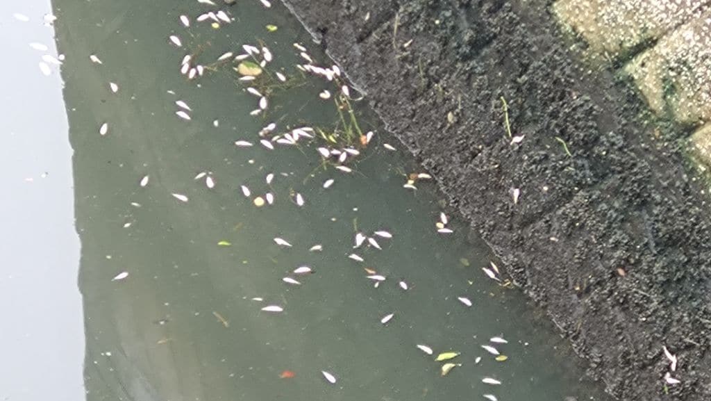 ｢魚が浮いている…｣ ボラ約2000匹大量死 名古屋の堀川で… 有害物質は検出されず 去年6月には“酸欠”で1200匹死ぬ