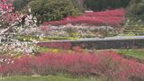 「天国に一番近い里」でハナモモの花がみごろ　|　BSSニュース | BSS山陰放送