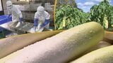 パリパリ食感と程よい塩加減の「大根の一本漬け」　天然の冷蔵庫で熟成させる一品　岩手・西和賀町|TBS NEWS DIG
