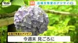 「ミセス〇〇〇」名前に込められた意味は？ジメジメ気分をぱっと涼やかに！山形市“あじさい参道”まもなく見頃　カメラマンたちがベストショット狙う！　|　山形のニュース│TUYテレビユー山形