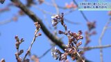 国天然記念物の石割桜ほころぶ 盛岡市のエドヒガン 3輪ほどの開花を確認|TBS NEWS DIG
