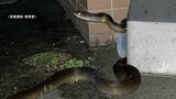【詳報③】「日本は原産地よりも暑い」専門家が指摘したのは『餌・温度』など 逃げて20日以上 “消えた”体長約3mのヘビはなぜ“健康な状態”で生息できた?「約22日~1か月間なら餌食べなくても健康」 | 青森のニュース│ATV NEWS│青森テレビ