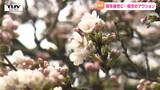 手軽にできる!?桜の名所を保全し、後世に残す意外な「アクション」 | 山形のニュース│TUYテレビユー山形