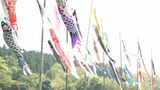 町内放送で呼びかけ 提供されたこいのぼり70匹が川の土手で泳ぐ 鹿児島・鹿屋 | 鹿児島のニュース|MBC NEWS|南日本放送