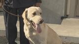 “直轄警察犬”現場デビュー目指し訓練中 大分県警所属ジャーマンシェパード「アロー号」、ラブラドールレトリバー「ロッキー号」 | 大分のニュース|OBS NEWS|大分放送