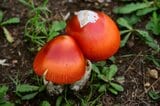 放送局の敷地内に謎の赤いキノコが群生 その正体は「タマゴタケ」食べられるけど毒キノコ「タマゴタケモドキ」もあるので要注意!|TBS NEWS DIG
