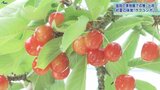 赤い宝石が鈴なり 盛岡の果樹園でサクランボの収穫始まる|TBS NEWS DIG