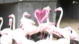 “奇跡の一枚”をSNSにアップ　動物園のバレンタイン企画　フラミンゴがつくる「ハートマーク」を狙え=伊豆アニマルキングダム　|　静岡のニュース | SBSNEWS | 静岡放送