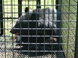 リンゴ園で体長1・2メートルのクマを捕獲 前日目撃されたクマとは別の個体か 青森県黒石市 | 青森のニュース│ATV NEWS│青森テレビ
