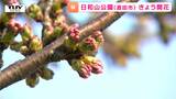 県内各地の桜の状況は？日和山公園できょう開花　霞城公園、最上公園、松が岬公園は？ 開花までどれくらい？（山形）|TBS NEWS DIG