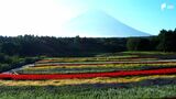 富士山麓色とりどりの“花畑”を「空から」のぞいてみた!|TBS NEWS DIG