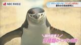 名古屋からの小学生も…ペンギン水族館サマースクール 自分だけの図鑑作りやタッチングなど自由研究に【長崎】 | 長崎のニュース | 天気 | NBC長崎放送