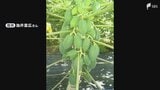 「温暖化が進んで適地になる可能性も」4日連続の夏日で農家もまいった... 暑さを逆手にパパイヤなど"熱帯作物"栽培を支援する動き=静岡|TBS NEWS DIG