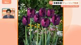GWは来場者30万人に!今が見頃!富山・砺波市のチューリップフェアから驚きのチューリップ&グルメをご紹介!|TBS NEWS DIG