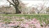 午後は大気不安定「寒気を伴った気圧の谷の影響」で 雨や雪の降る所も“峠道などはスリップに注意”宮城|TBS NEWS DIG