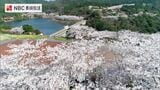 ダム湖を取り巻く伊佐ノ浦公園の1,500本の桜【長崎ばーどアイ】 | 長崎のニュース | 天気 | NBC長崎放送