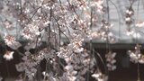 中央市の妙泉寺でシダレザクラがまもなく満開に　県内各地で桜まつり始まる　山梨|TBS NEWS DIG