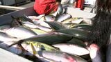 香川のブランド魚「ひけた鰤」初出荷 ハマチ養殖発祥の地から今シーズンは7万匹が【東かがわ市】|TBS NEWS DIG