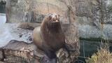 アクアマリンふくしま トドのイチロー(28)天国へ旅立つ | 福島のニュース│TUF