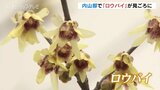 透明感ある花びら「ロウバイ」見ごろに 午後は曇りで3月中旬の気温見込む 富山|TBS NEWS DIG