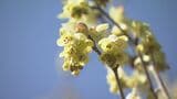早春に咲く鮮やかな黄色の花「トサミズキ」が見ごろに 長引いた寒さで去年より2週間ほど遅く開花 三重・紀北町 | 名古屋・愛知・岐阜・三重のニュース【CBC news】 | CBC web