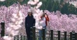 1.5kmの “サクラミチ”  防災道路沿いに400本の「しだれ桜」が満開　感謝と復興への願い  阿蘇・高森　|　熊本のニュース｜RKK NEWS｜RKK熊本放送
