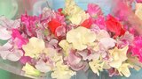 スイートピーの収穫が始まる フリルをまとった色とりどりの花が出荷 大分 | 大分のニュース|OBS NEWS|大分放送