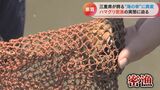 悪質な“ハマグリ密漁”の実態 「禁止」の看板のすぐそばで堂々と貝を獲る人も 直撃取材には「みんなやってる」 | 名古屋・愛知・岐阜・三重のニュース【CBC news】 | CBC web