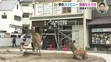 初のコンビニ… “世界遺産の島” 宮島ならでは…「茶色のローソン」開業までの日々　|　RCC NEWS | 広島ニュース | RCC中国放送