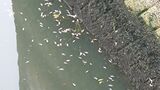 ｢魚が浮いている…｣ ボラ約2000匹大量死 名古屋の堀川で… 有害物質は検出されず 去年6月には“酸欠”で1200匹死ぬ　|　名古屋・愛知・岐阜・三重のニュース【CBC news】 | CBC web