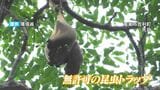 アマミノコギリクワガタも標的に…国立公園で無許可トラップ 環境省「野生生物の持ち出し注意」呼びかけ 鹿児島|TBS NEWS DIG