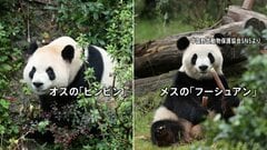 中国“パンダ外交”　ジャイアントパンダ「平平」と「福双」2頭がアメリカに向け出発　ジョージア州アトランタ動物園に10年間貸与| TBS CROSS DIG with Bloomberg
