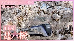 電車と桜の競演【JNN sakuraドローンDIG 2025】|TBS NEWS DIG