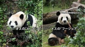 中国“パンダ外交”　ジャイアントパンダ「平平」と「福双」2頭がアメリカに向け出発　ジョージア州アトランタ動物園に10年間貸与|TBS NEWS DIG