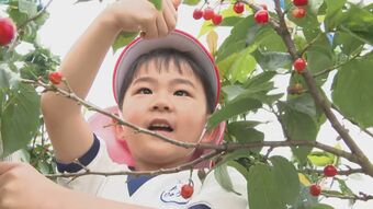「めっちゃ楽しかった」「甘酸っぱいいちごみたい」幼稚園児がさくらんぼを収穫　大分　|　OBSニュース
