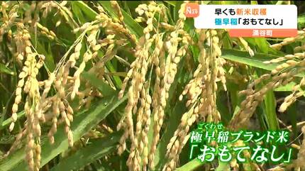 新米シーズン到来「ひとめぼれ」より1ヶ月早い極早稲「おもてなし」雨