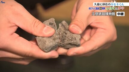 岩手県久慈市から中継 岩手の化石に夢中な「カセキくん」石賀大登さん