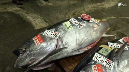 【マグロ】 お客さんにもアピールしたい」“一番マグロ”は113万円で落札 初セリに
