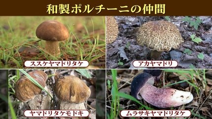 山林の中だけではなく街中でも採れる？和製ポルチーニに迫る！そのお味