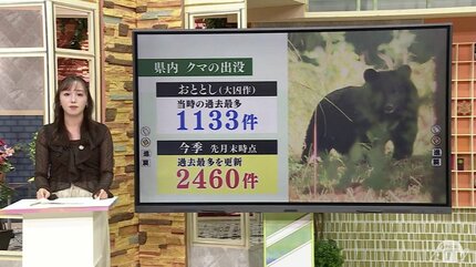 クマのえさ”「ブナの実」東北地方5県すべてで『大凶作』 青森県では2年