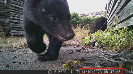 激撮！親子グマ3頭が木工所のカメラにくっきり…「サファリパークだっ