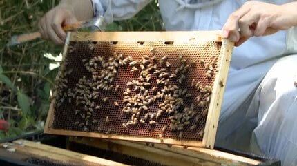 本当に泣きっ面に蜂」猛暑でハチミツがとれない 羽震わせ巣箱に風送る 