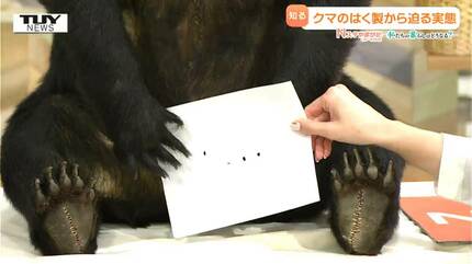 少し力を入れただけで実際のクマを見てわかる”破壊力” クマの目撃