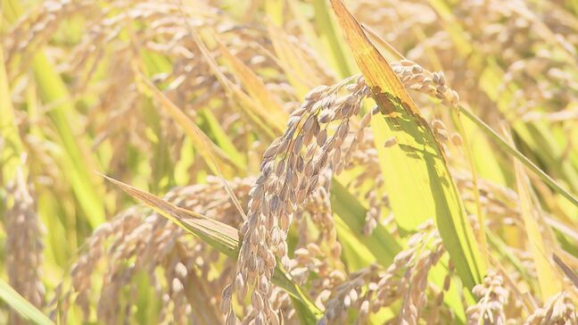 “コメの争奪戦”受け付け遅れ、停止も…価格高騰でふるさと納税にも影響　福島|TBS NEWS DIG