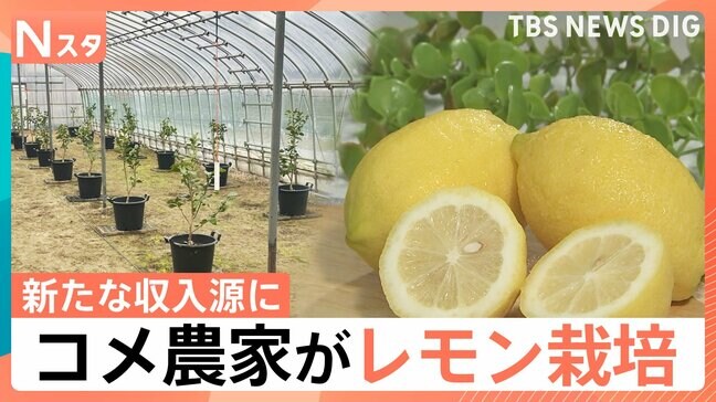 コメ農家がレモン栽培　豪雪地帯の新潟でなぜ？「もったいない」ハウス活用で新たな収入に【Nスタ解説】|TBS NEWS DIG